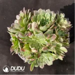 Aeonium Machilus Nanmu Clustering-1 - Image 2