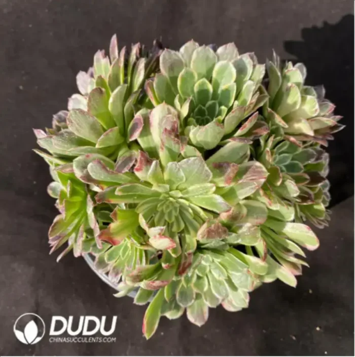 Aeonium Machilus Nanmu Clustering-1 - Image 2