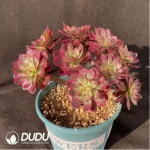 Aeonium Mardi Gras 
Clustering - Image 2