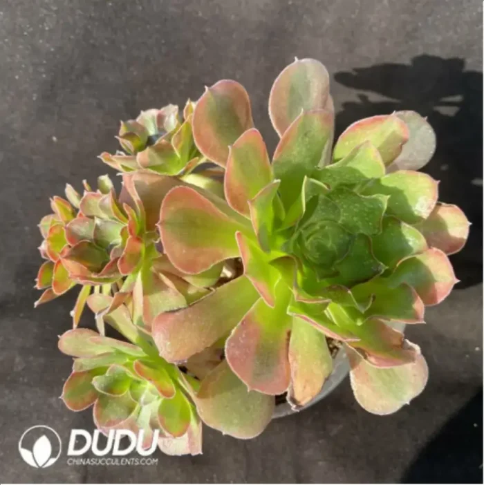 Aeonium Jade Clustering - Image 2