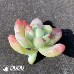 (1000pcs)$0.24/Pcs Echeveria clavatum Cutting - Image 2