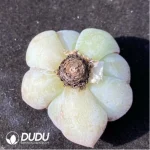 (1000pcs)$0.24/Pcs Echeveria Caroline Cutting - Image 2