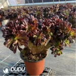 Aeonium Blushing Beauty Cristata - Image 2