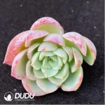 (1000pcs)$0.24/Pcs Echeveria Heaven World Cutting - Image 2