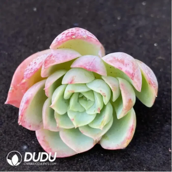 (1000pcs)$0.24/Pcs Echeveria Heaven World Cutting - Image 2