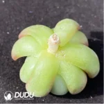 (1000pcs)$0.24/Pcs Echeveria Red Agavoides Cutting - Image 2