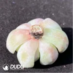 (1000pcs)$0.24/Pcs Echeveria TP Cutting - Image 2