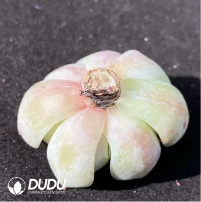 (1000pcs)$0.24/Pcs Echeveria TP Cutting - Image 2