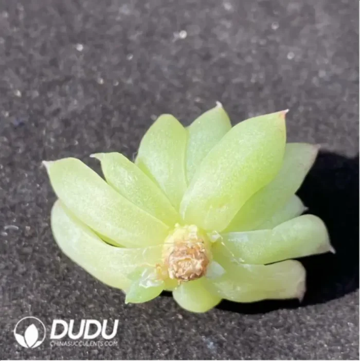 (1000pcs)$0.24/Pcs Echeveria Yuji Cutting - Image 2