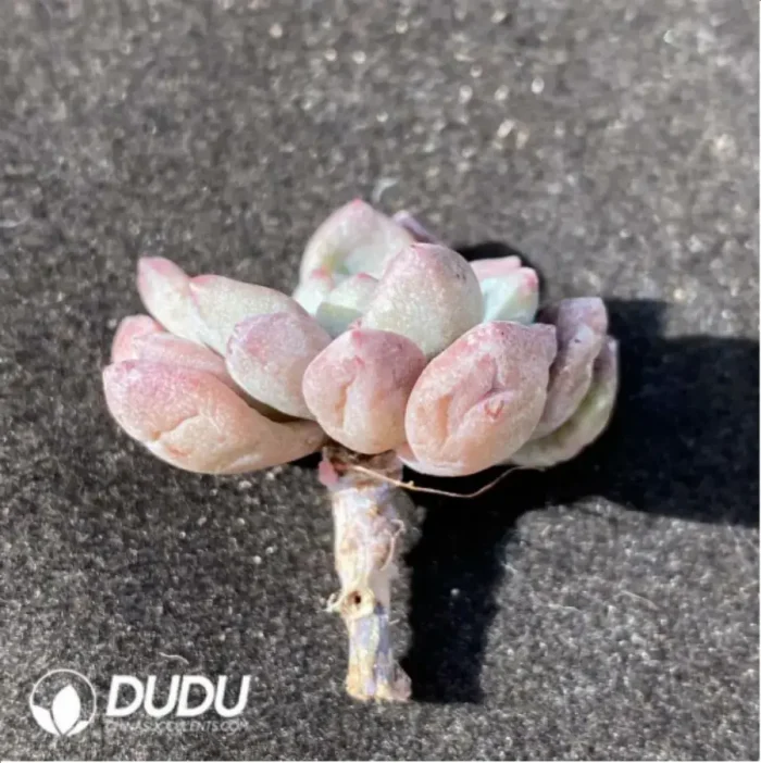 (1000pcs)$0.24/Pcs Echeveria Flower Milk Variegata Cutting - Image 2