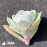 (1000pcs)$0.24/Pcs Echeveria Lola Cutting - Image 2