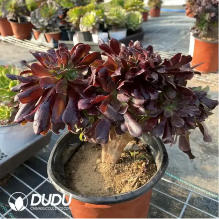 Aeonium Arboreum Velour European Crestata(Big) - Image 2