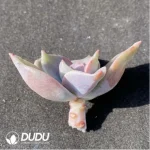 (1000pcs)$0.24/Pcs Echeveria Atropurpurea Cutting - Image 2