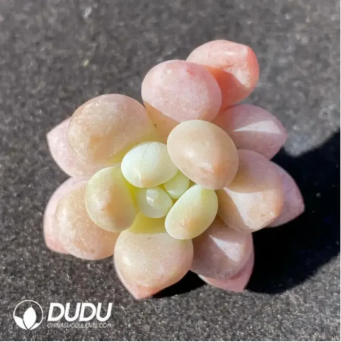 (1000pcs)$0.24/Pcs Pachyphytum Caviar Cutting - Image 2