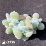 (1000pcs)$0.24/Pcs Echeveria Pulvinata Frosty Cutting - Image 2