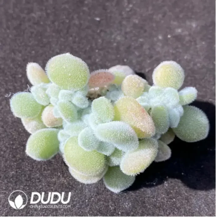 (1000pcs)$0.24/Pcs Echeveria Pulvinata Frosty Cutting - Image 2