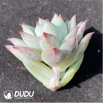 (1000pcs)$0.24/Pcs Echeveria Crystal Rose Cutting - Image 2