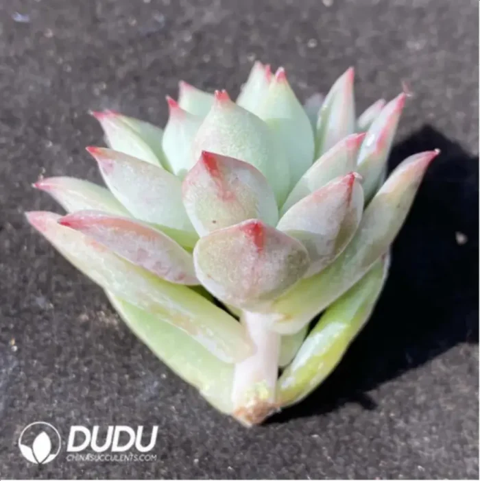 (1000pcs)$0.24/Pcs Echeveria Crystal Rose Cutting - Image 2