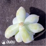 (1000pcs)$0.24/Pcs Graptoveria 'Victor Kane' Cutting - Image 2