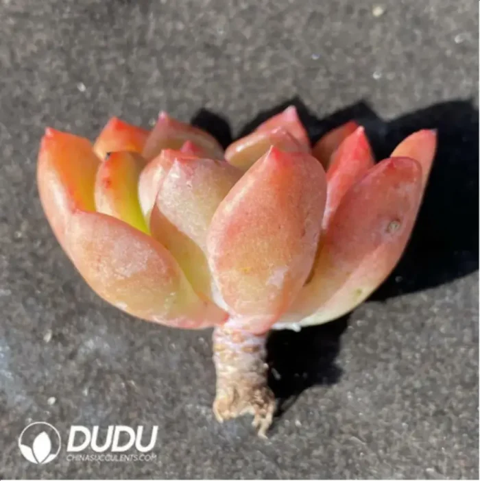 (1000pcs)$0.24/Pcs Echeveria Bestie Cutting - Image 2