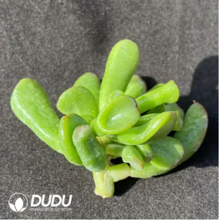 (1000pcs)$0.24/Pcs Crassula Fortune tree Cutting - Image 2