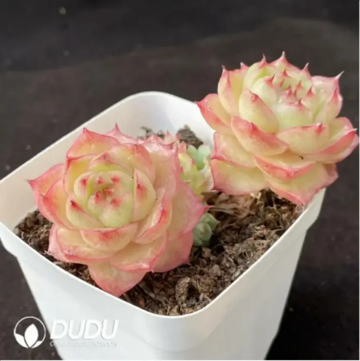 Echeveria Cherry Blossom Tree Double Head - Image 2