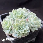 Echeveria Hades Clustering - Image 2