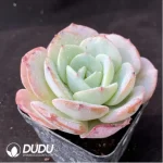 Echeveria Yellow peach milk tea - Image 2