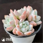 Echeveria Maxwell Clustering - Image 2