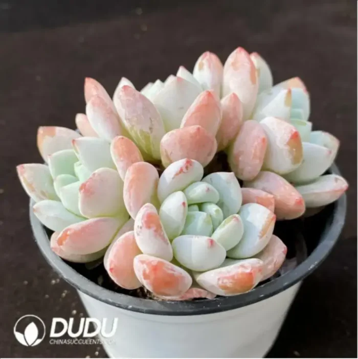 Echeveria Maxwell Clustering - Image 2