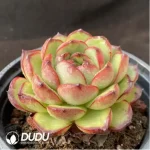 Echeveria Montblanc - Image 2
