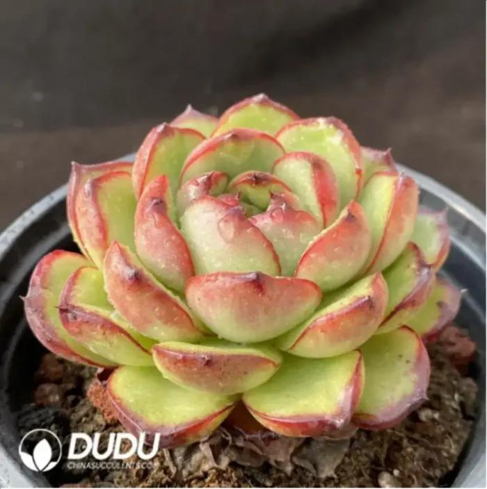 Echeveria Montblanc - Image 2