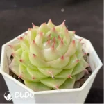 Echeveria Victor - Image 2