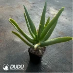 Parodia Sea God Clustering(Scattered Clustering) - Image 2