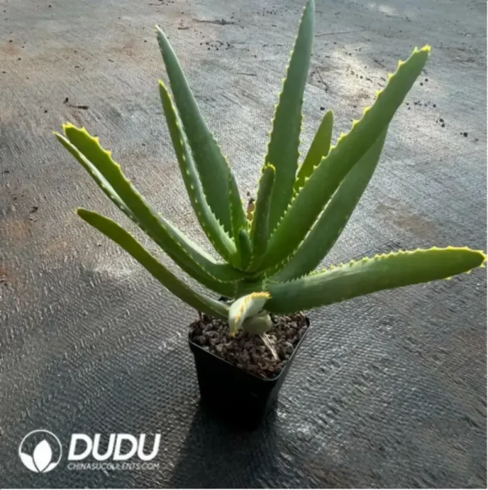 Parodia Sea God Clustering(Scattered Clustering) - Image 2