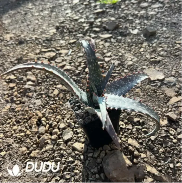 Aloe Pratensis - Image 2