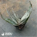 Aloe Labworana - Image 2