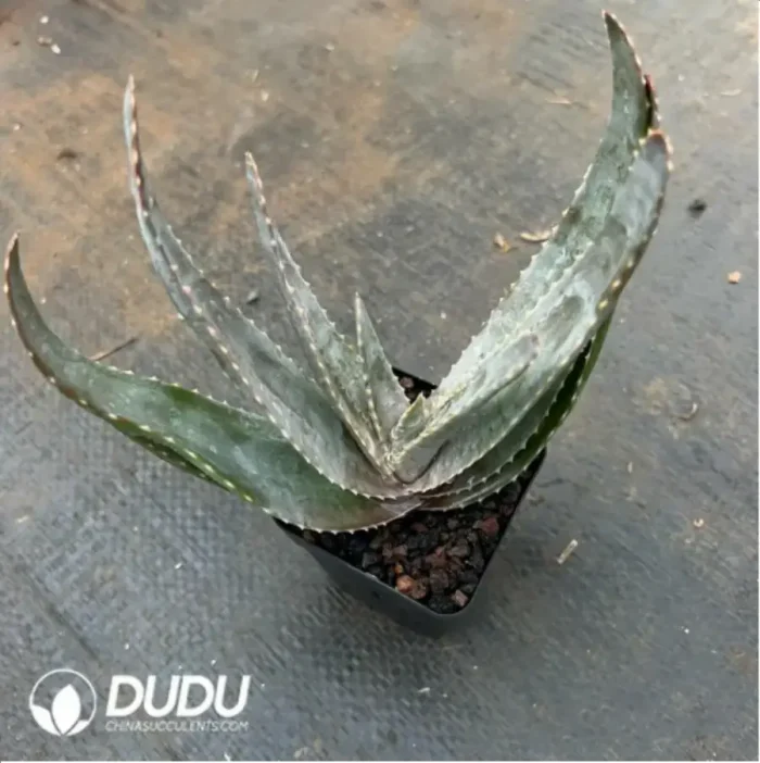 Aloe Labworana - Image 2