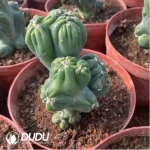 Haworthia variegated - Image 2