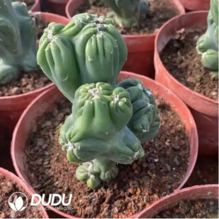 Haworthia variegated - Image 2