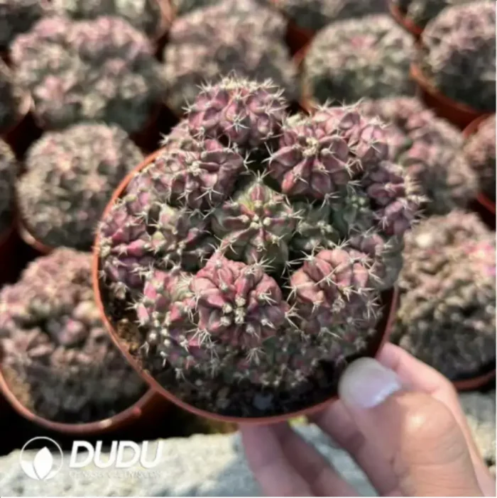 Geohintonia mexicana - Image 2