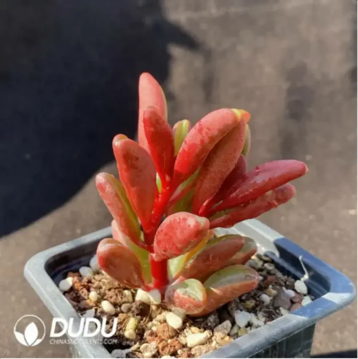 Peperomia
Redback Pepperweed - Image 2