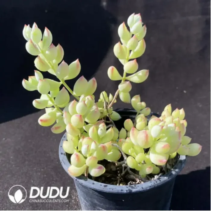 Cotyledon Pendens Clustering - Image 2