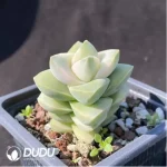 Crassula Moonglow Variegated - Image 2