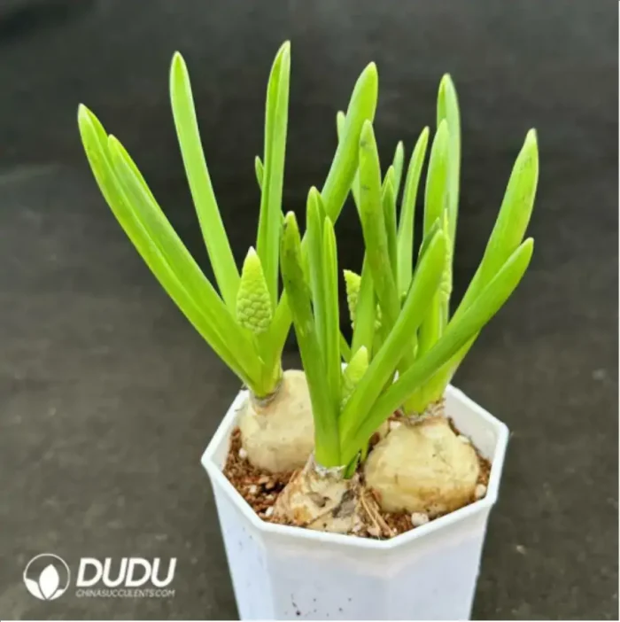 Hyacinthus orientalis 3pcs/pot - Image 2