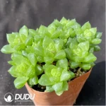Haworthia  cymbiformis - Image 2
