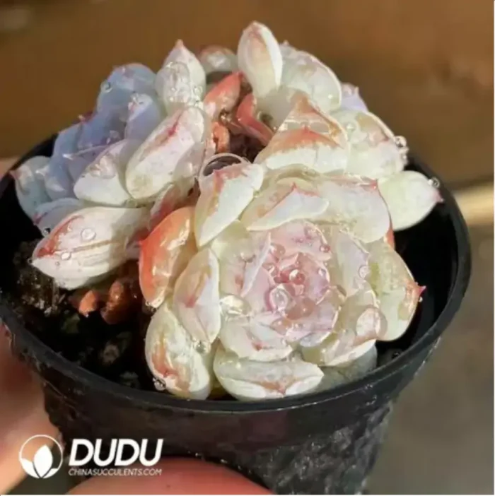 Echeveria Snow Face - Image 2