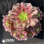 Aeonium Pink Witch Variegated - Image 2