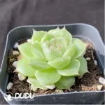 Echeveria Shrimp Dumpling Ice - Image 2