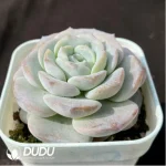 Echeveria Snow Pudding - Image 2